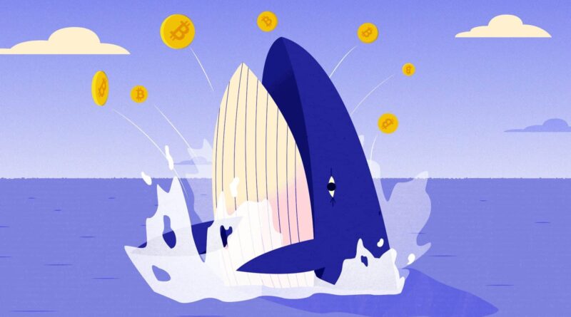 Bitcoin Whales 01 Trans Nvbqzqnjv4bqbaew0cqlc45kirwyusvh Gqfltaub3kc8xtp1p3qr9m 800x445