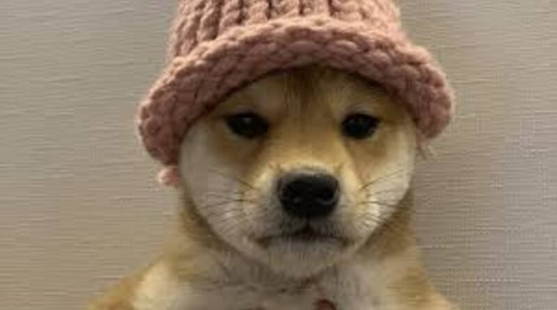 dogwifhat price prediction