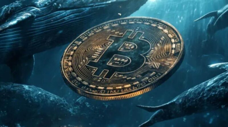 Bitcoin’s Biggest Holders Go on $4 Billion Buying Spree Bitcoin-whales